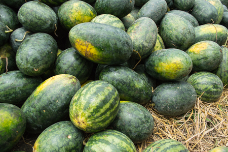 green watermelon on straw in farmの写真素材