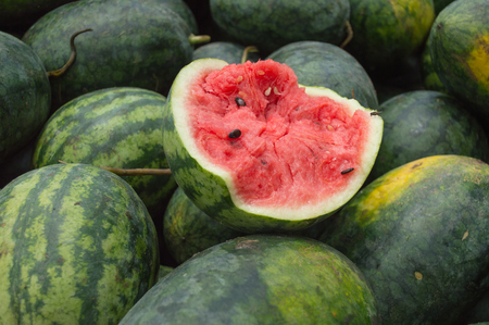 green watermelon on straw in farmの写真素材
