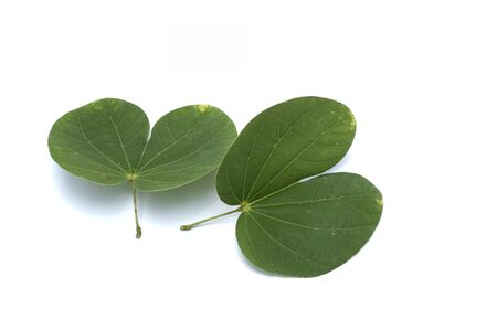 leaves with drops isolated on a white background.の写真素材