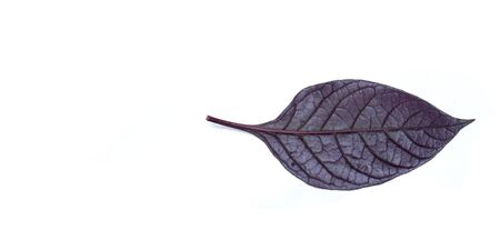 Purple leaves with drops isolated on a white background.の写真素材