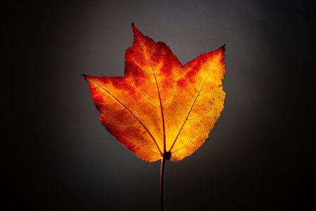 Close-up of maple autumn leaf on a dark backgroundの写真素材