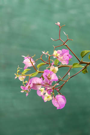 pink flower agaist clear green backgroudの写真素材