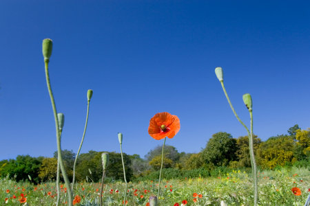 Nature spring flower field