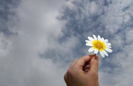 flower agaist a cloudy sky in spring or summer dayの写真素材
