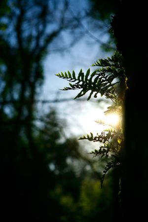 Beautiful landscape Forest with Solar beams making the way through the trees の写真素材