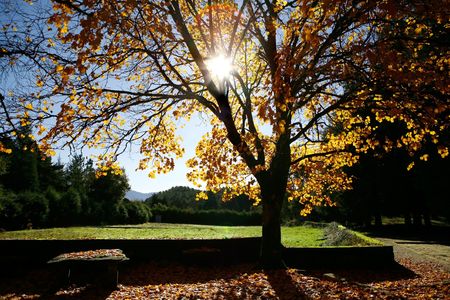Beautiful landscape Forest with Solar beams making the way through the trees leafs の写真素材