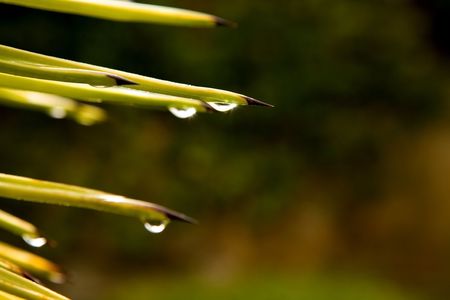 Green leaf with rain droplets, Good for issues such as environment, ecology and Pollution.の写真素材