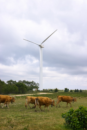 Wind farm. Modern windmills or wind turbines in the countryside landscape.
Electricity is powered ecological and considered better for the environment over oil and other fossil fuels. A renewable resource for energy.の写真素材