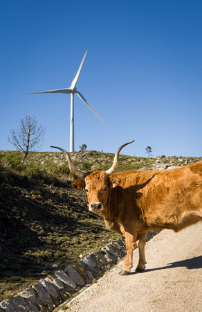 Wind farm. Modern windmills or wind turbines in the countryside landscape.Electricity is powered...