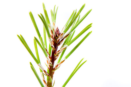 Young pine branch detail isolated on white background, a macro studio shootの写真素材