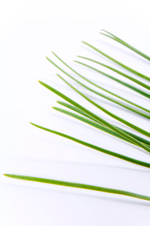 Young pine branch detail isolated on white background, a macro studio shootの写真素材