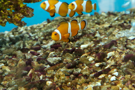 clown anemonefish swim in fish tankの写真素材