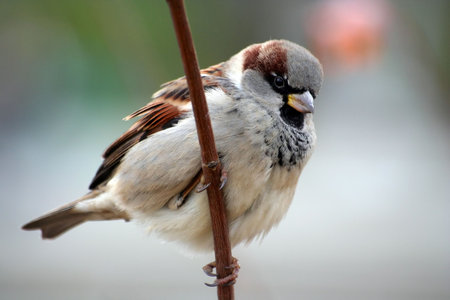Sparrow aka Passer Domesticus