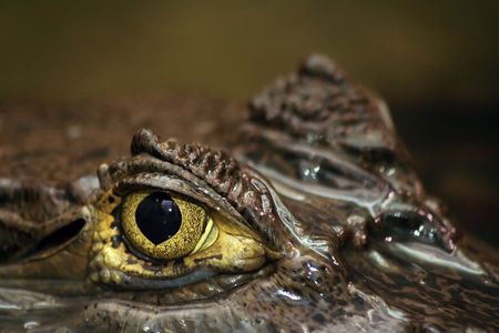 Shot of eye of partially submerged sub-adult caiman.Spectacled Caiman also known as Common Caiman or Caiman crocodilus.の写真素材
