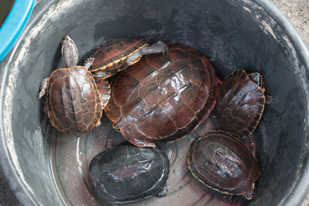 Many turtles are in the black bucket.