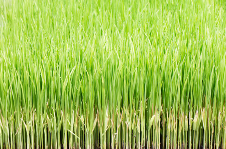 closeup transplanting rice for the nursery