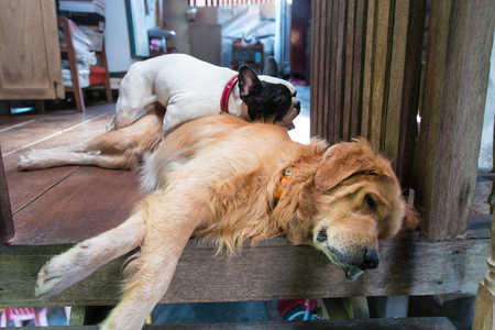 mating dogs between golden and french bulldogの写真素材