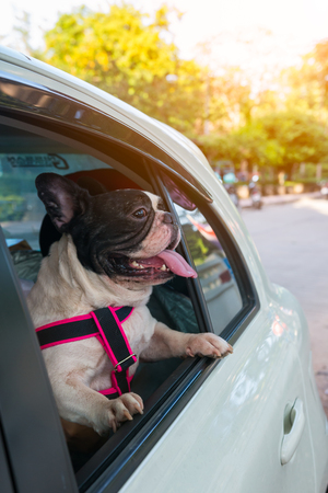 a french bulldog is looking outside the car while traveling for road tripの写真素材