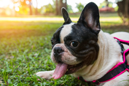 a lovely black and white french bulldog lie on the garden, good activity for a dogの写真素材