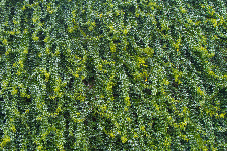 natural green leaves texture background