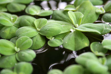 Leaf on the waterの写真素材