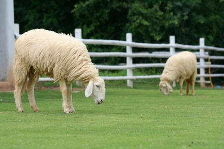 Sheepの写真素材