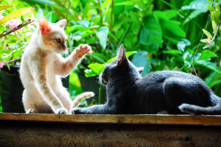 two cute kitty cats playing togetherの写真素材
