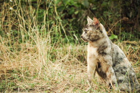cute stray cat is in countryside, Northern in thailandの写真素材
