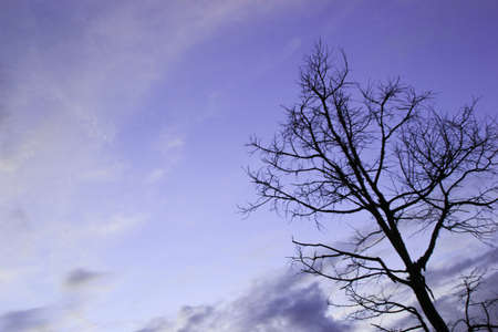 beautiful branches in the sky on winterの写真素材