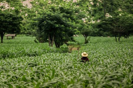 the farmer in big garden, thailand.の写真素材