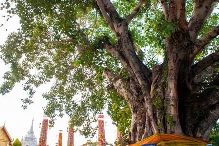 LAMPHUN THAILAND- SEPTEMBER 26 : Slakpat Lanna tradition at Wat Phra That Hariphunchai on September 26, 2015 in Lamphun, Thailand.のeditorial素材