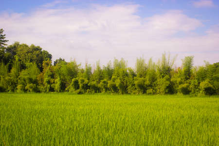 beautiful natural scene with rice field and trees in countryside of Thailandの写真素材
