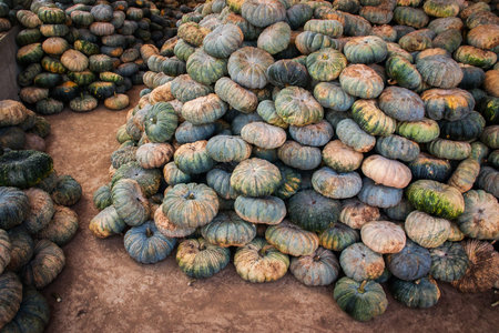 pumpkin for sale on the floor at point of Purchase in Maejam district Chiangmai Thailand.