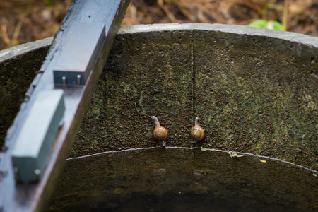 twin snails in the pond.