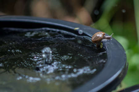 snail try to  get out the tub.の写真素材
