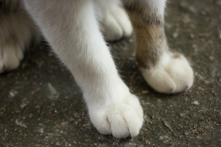 white soft fur on cat feet on groundの写真素材