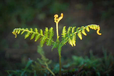 fern sampling in the morning on mountain, Thailand