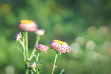 blooming pink straw flower and  yellow pollen in natureの写真素材