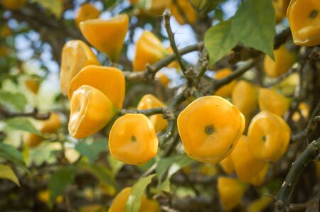 Yellow fruit of Wax Rose on winter of tropical forest in Queen Sirikit Botanic Garden, Thailandの写真素材