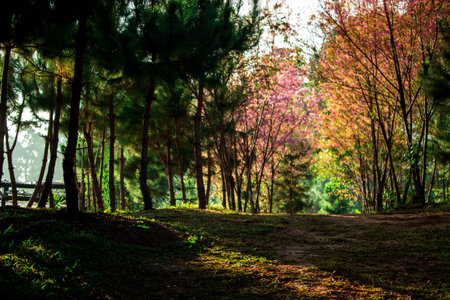 Sunrise on the pine forest at pai, maehongson, thailand