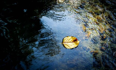 yellow Leave on fresh water in forestの写真素材