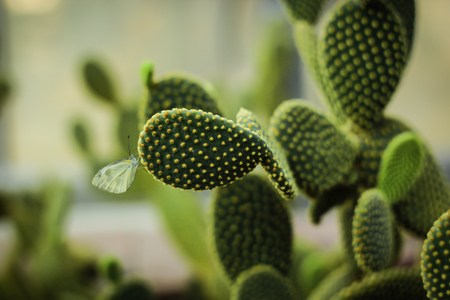white butterfly on cactus in Botanical Garden , maerim , chiangmai, thailandの写真素材