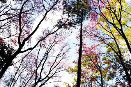 many color in forest on autumn