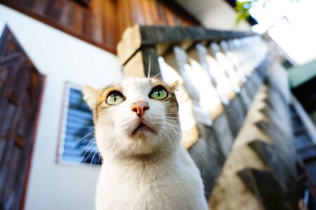 naughty cat on old home backgroundの写真素材