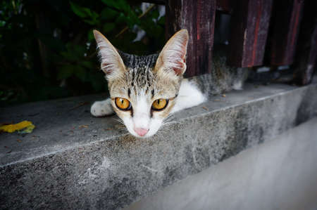 kitty hide in back of wooden fenceの写真素材