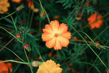 Beautiful orange cosmos flower in garden