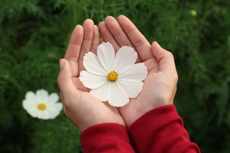 Beautiful white cosmos flower on hand with cosmos flower garden backgroundの写真素材