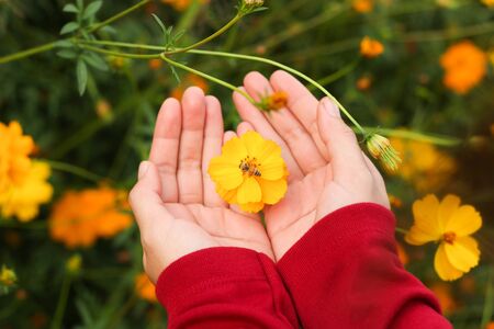 Beautiful yellow cosmos flower and bee on hand in colorful gardenの写真素材