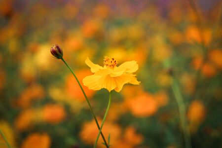 Beautiful yellow cosmos flower in gardenの写真素材