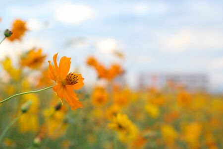 Beautiful yellow and orange cosmos flower gardenの写真素材